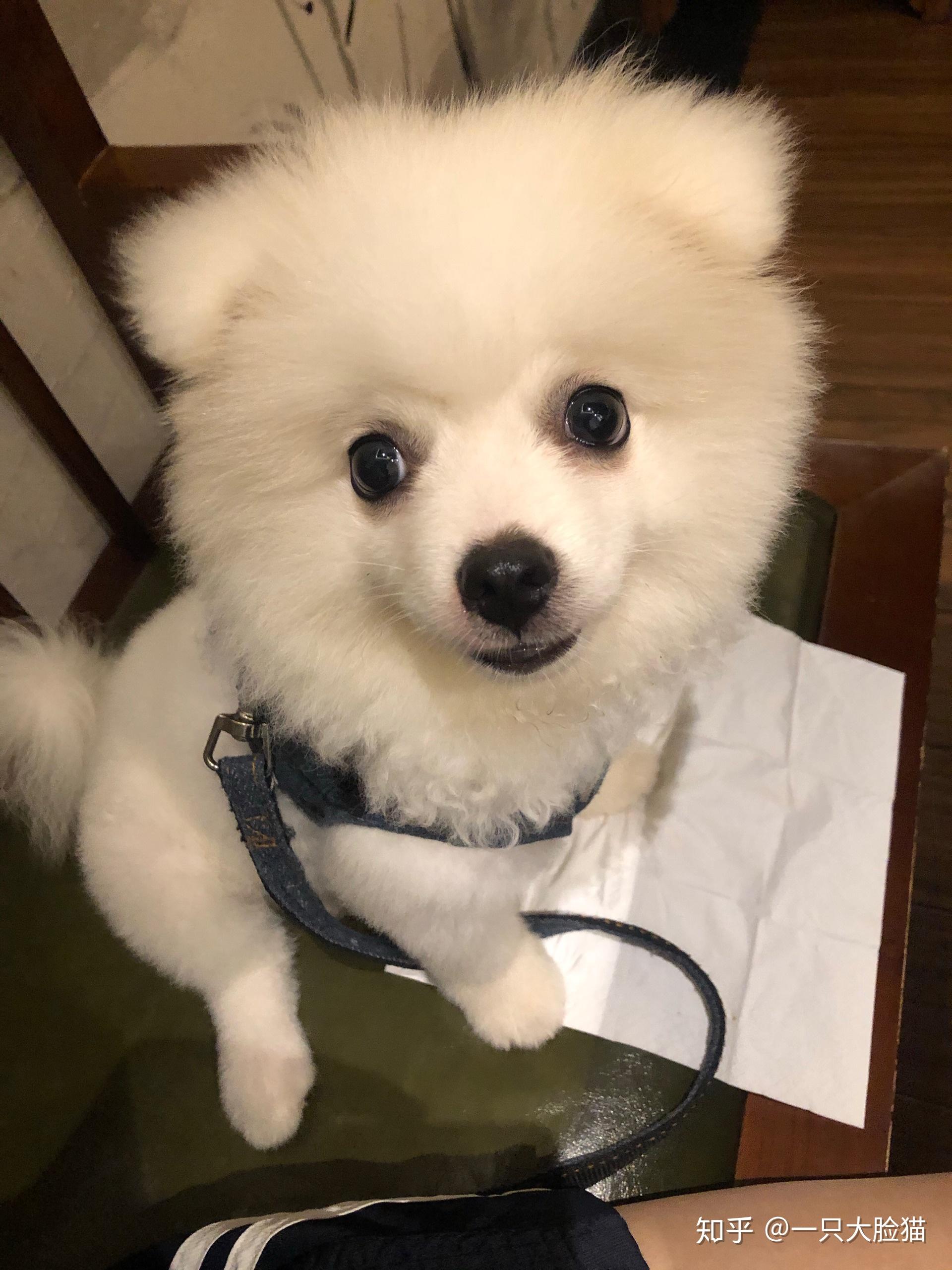 我家里博美四个月了怎么还没立耳朵