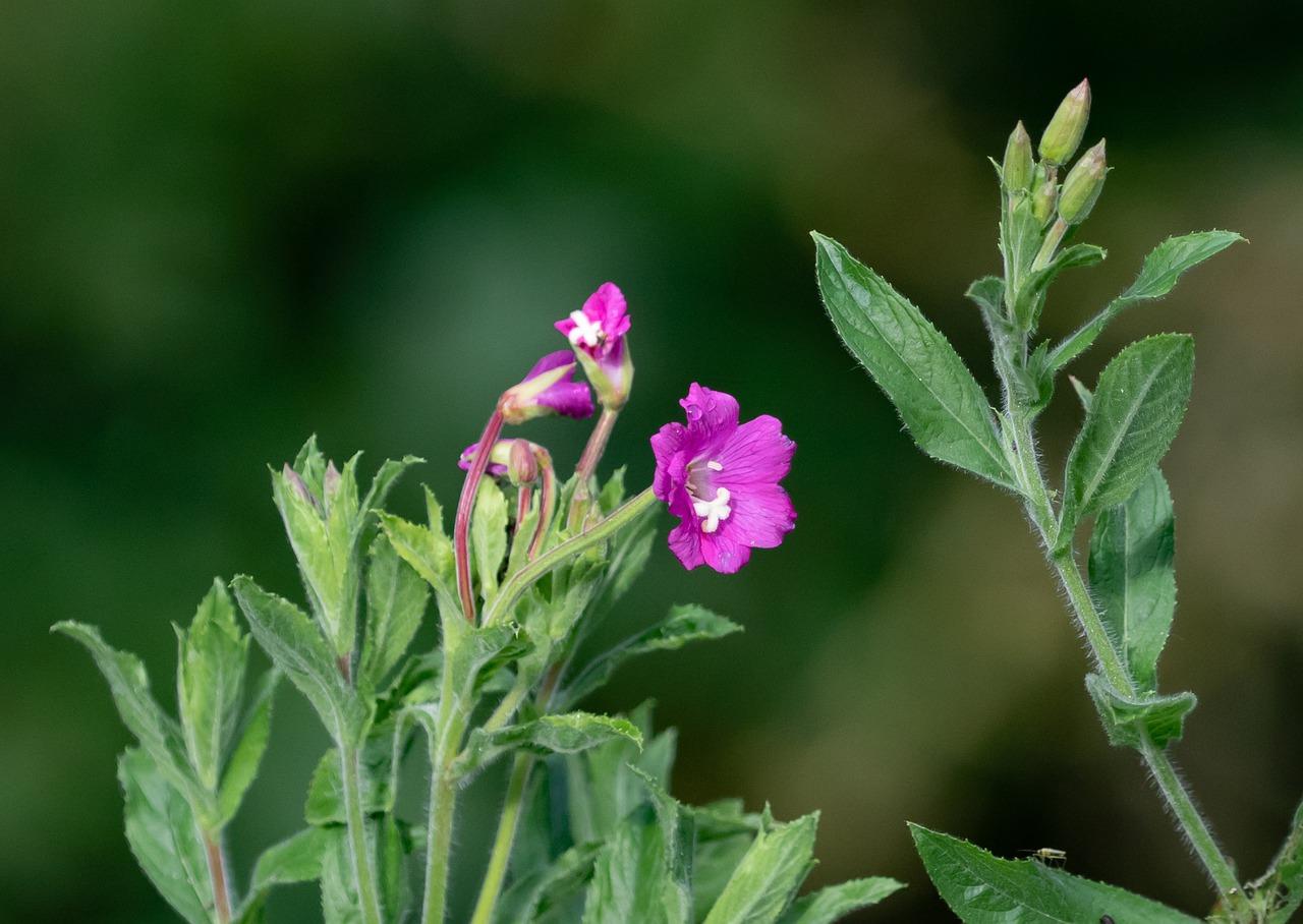 荷花的茎属于什么