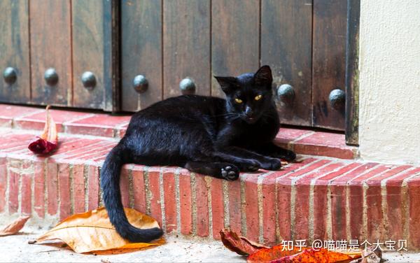 曾经无数富人养的“黑猫”,如今为何无人问津? - 知乎