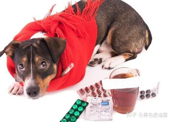 犬瘟熱如何治療?