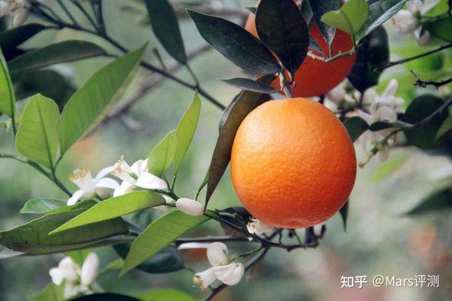 聊一聊咱家乡的水果——湖北秭归伦晚脐橙