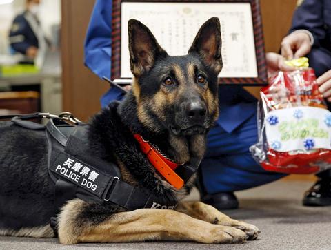 动不失深度的中国人吧南木香警犬执行任务把自己弄丢,却意外爆红日本