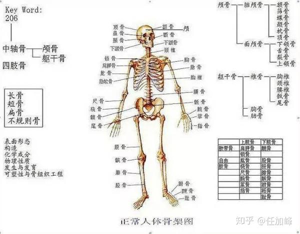 谈 骨 论 筋 骨和筋的关系 你知道吗 知乎