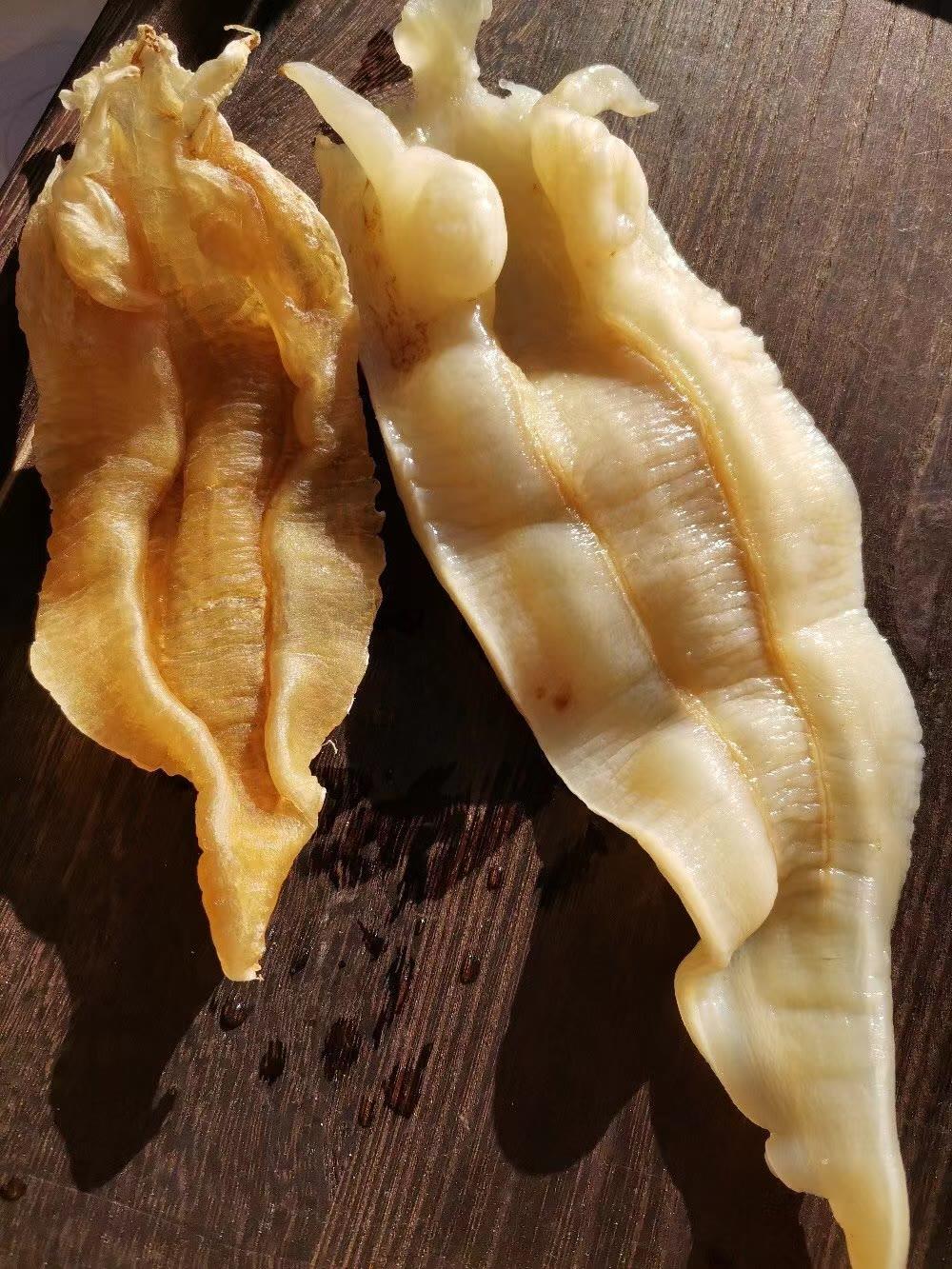 北海胶一篇内容详细讲解北海胶的品种鱼种产地挑选方式等