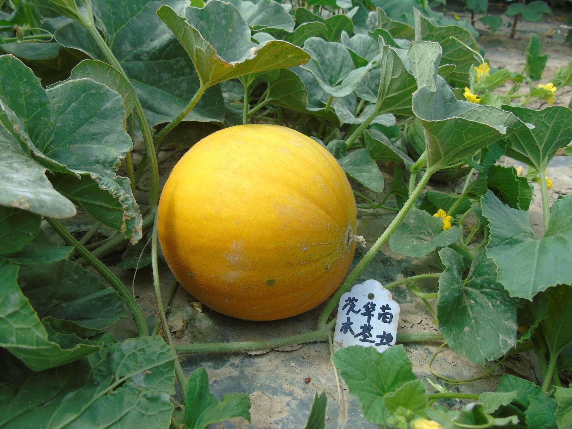 实为黄蛋子选育的 "河套蜜瓜"新疆当地人叫"黄蛋子,公社女庄员(翻译自