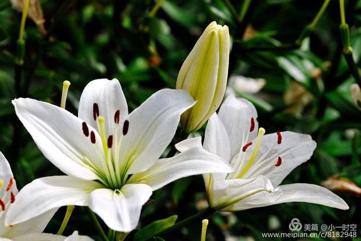 悦读者：心田上的百合花 （林清玄） - 知乎
