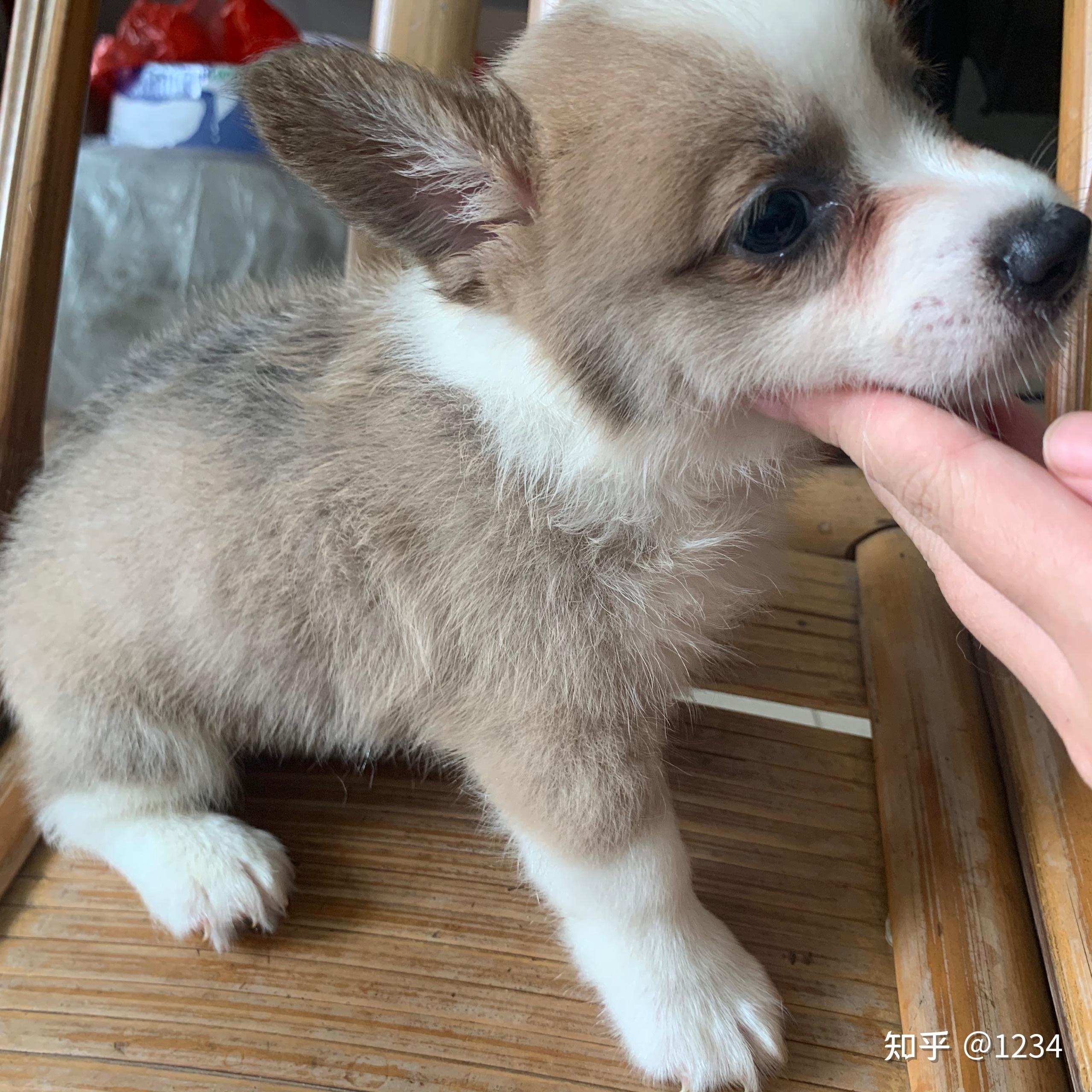 50天耳朵很小眼睛下面红色的擦不掉这是泪痕吗求求养柯基的小伙伴解答