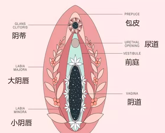 你了解自己她身体吗