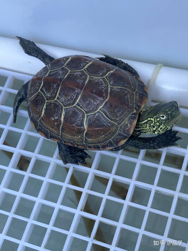 新手养龟保姆式指南！ - 知乎