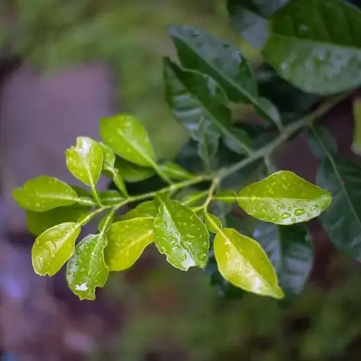 精油小课堂 | 苦橙叶的化学成分 - 知乎