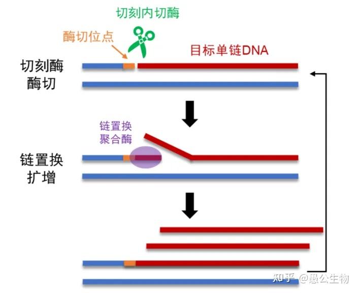 单链DNA生产的“精准剪刀”——切刻内切酶 - 知乎