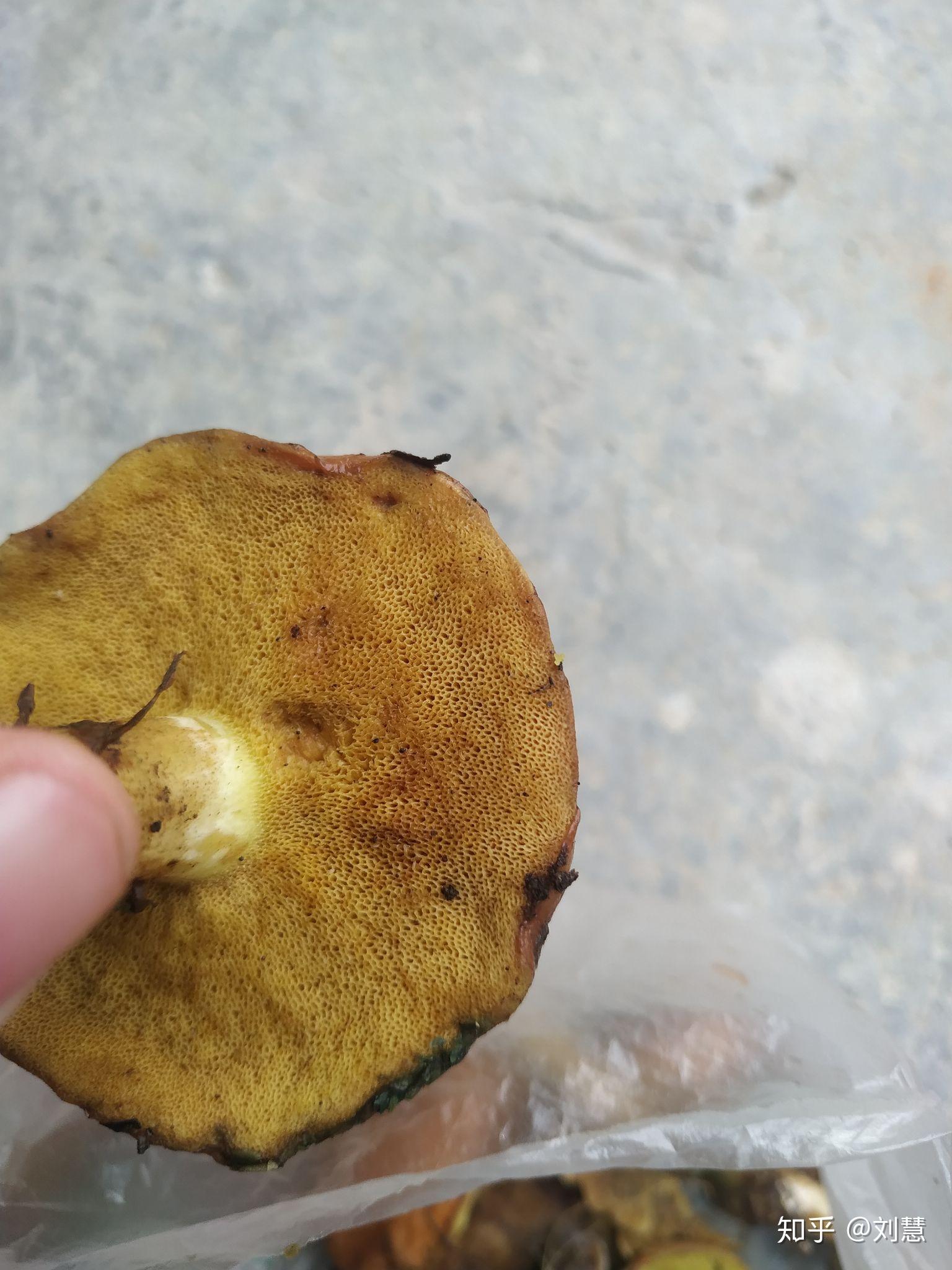 褐环粘盖牛肝菌怎么食用? - 知乎