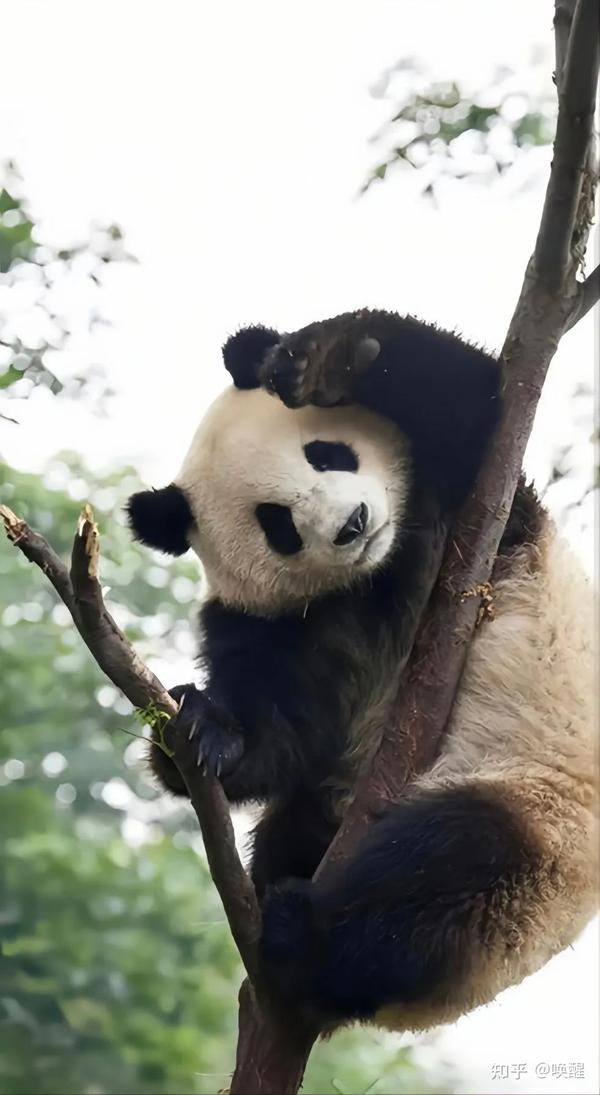 人作为独立个体的日常切换的三种状态 知乎