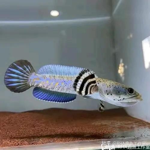 channapulchra幻彩红宝石雷龙