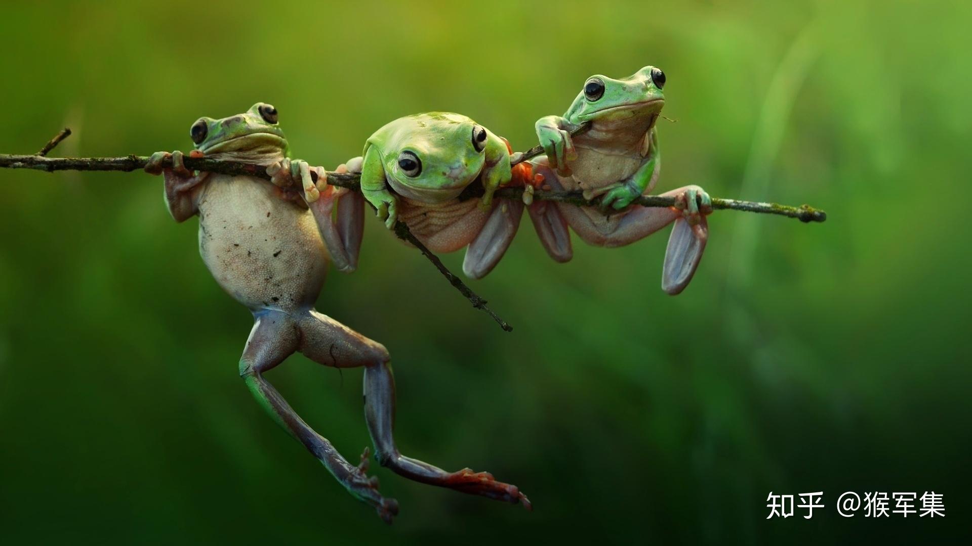 唇亡齿寒,兵不血刃,引狼入室,纵虎归山,投鼠忌器,爱屋及乌,拾人牙慧