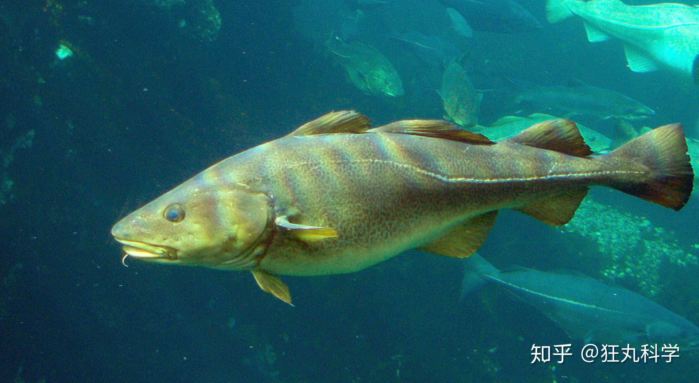 鳕鱼是一种深海鱼,种类繁多.