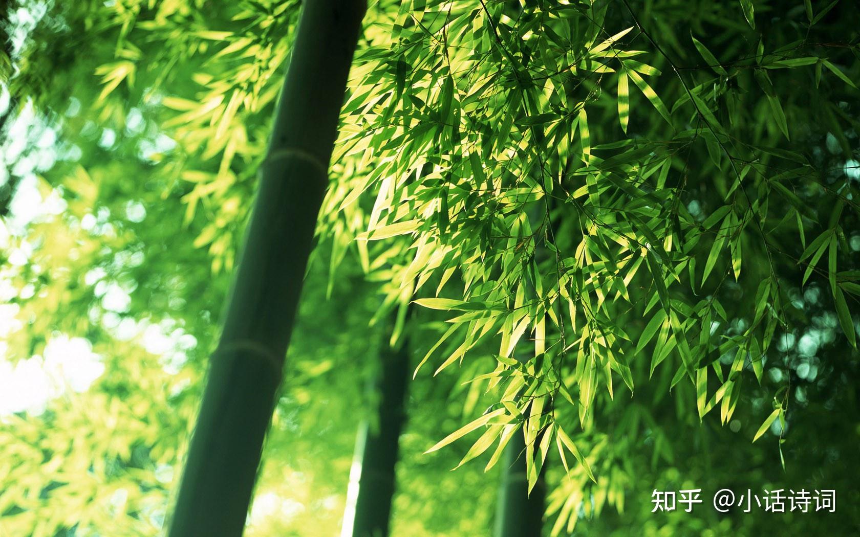 竹的意象为什么受广大古代文人的青睐? - 知乎