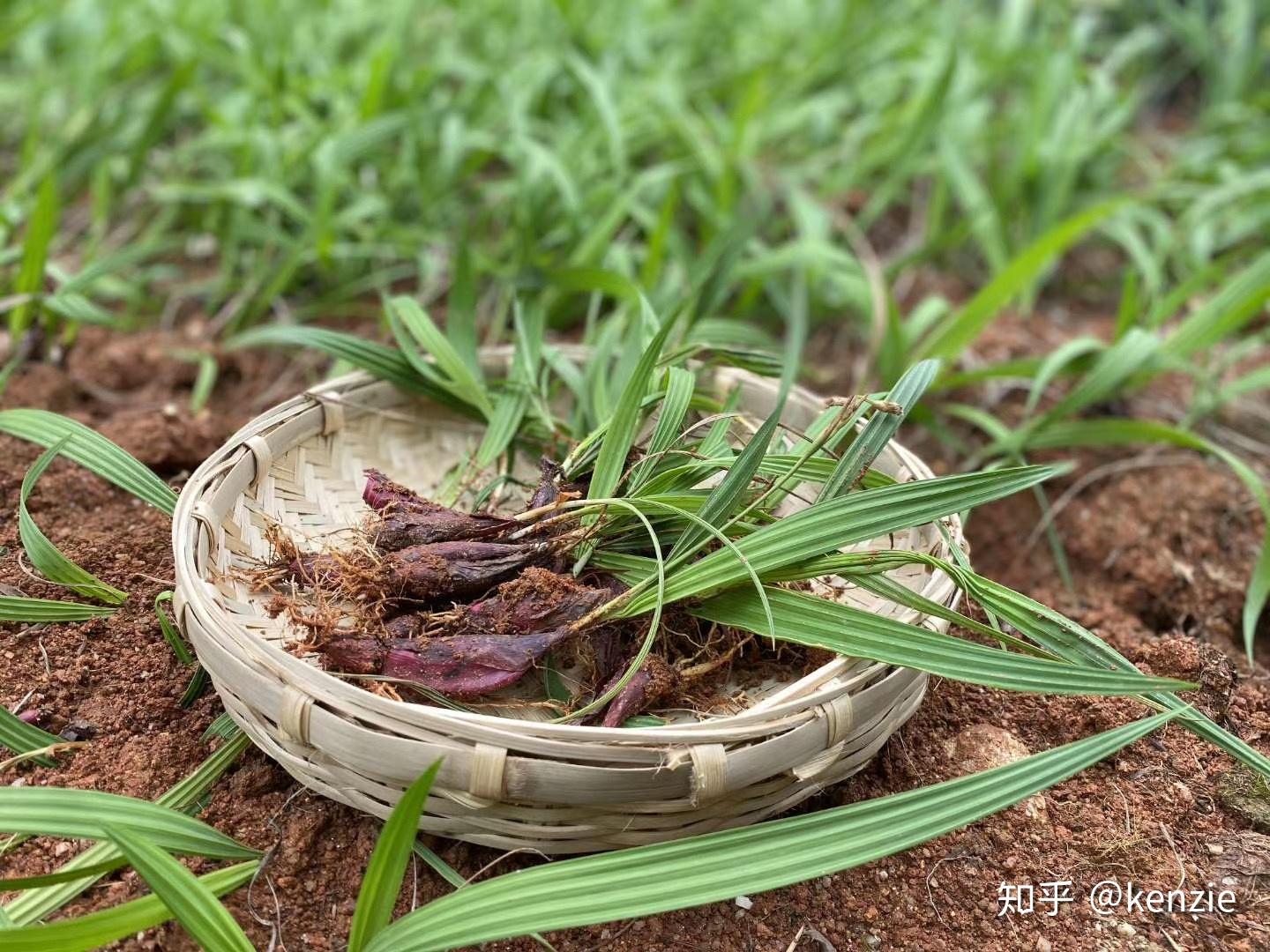 小红蒜图片图片