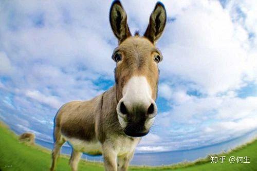 长脸大耳短腿的动物低下了头,满嘴吐白沫口齿不清地说:"我只是一头