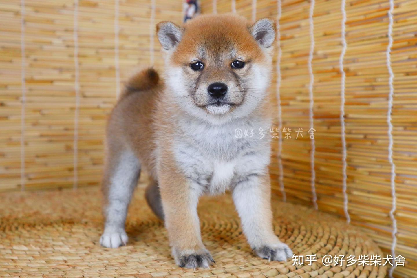 柴犬科普|柴犬多少钱一只？柴犬现在的市场价到底是多少？ - 知乎