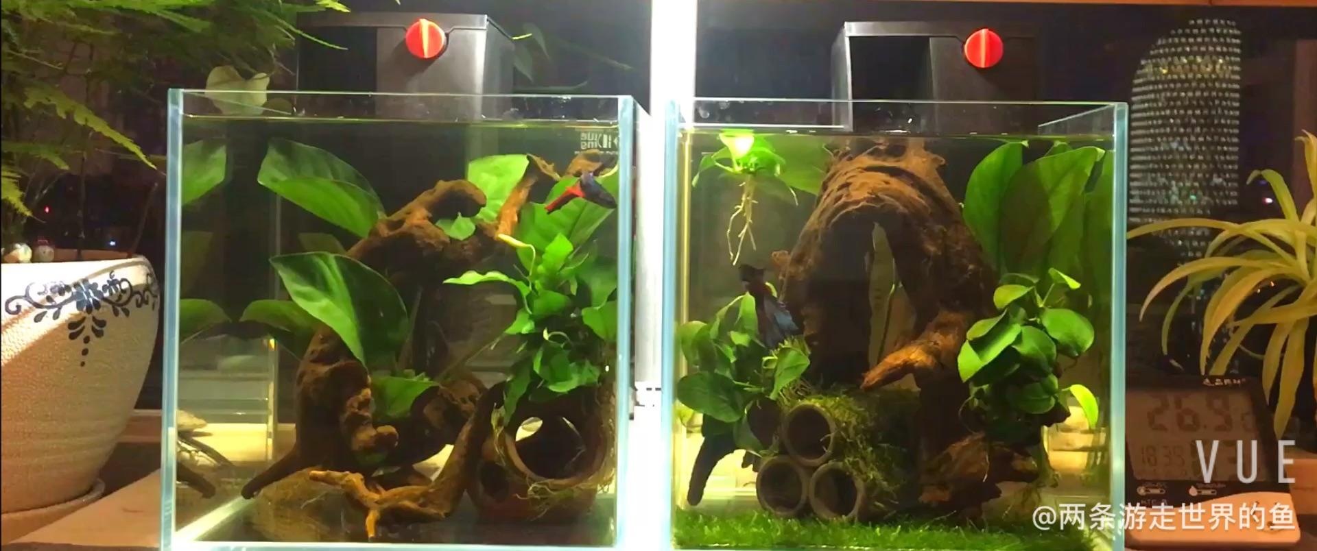 新手想在宿舍弄个迷你缸养鱼 有可能吗 知乎