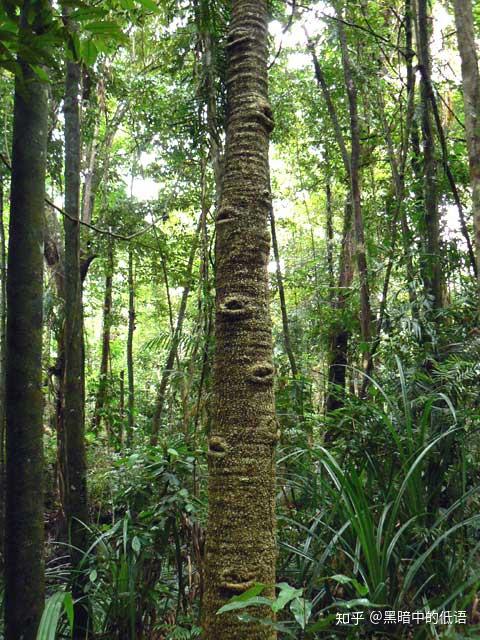 霍普氏鳞木铁lepidozamiahopei