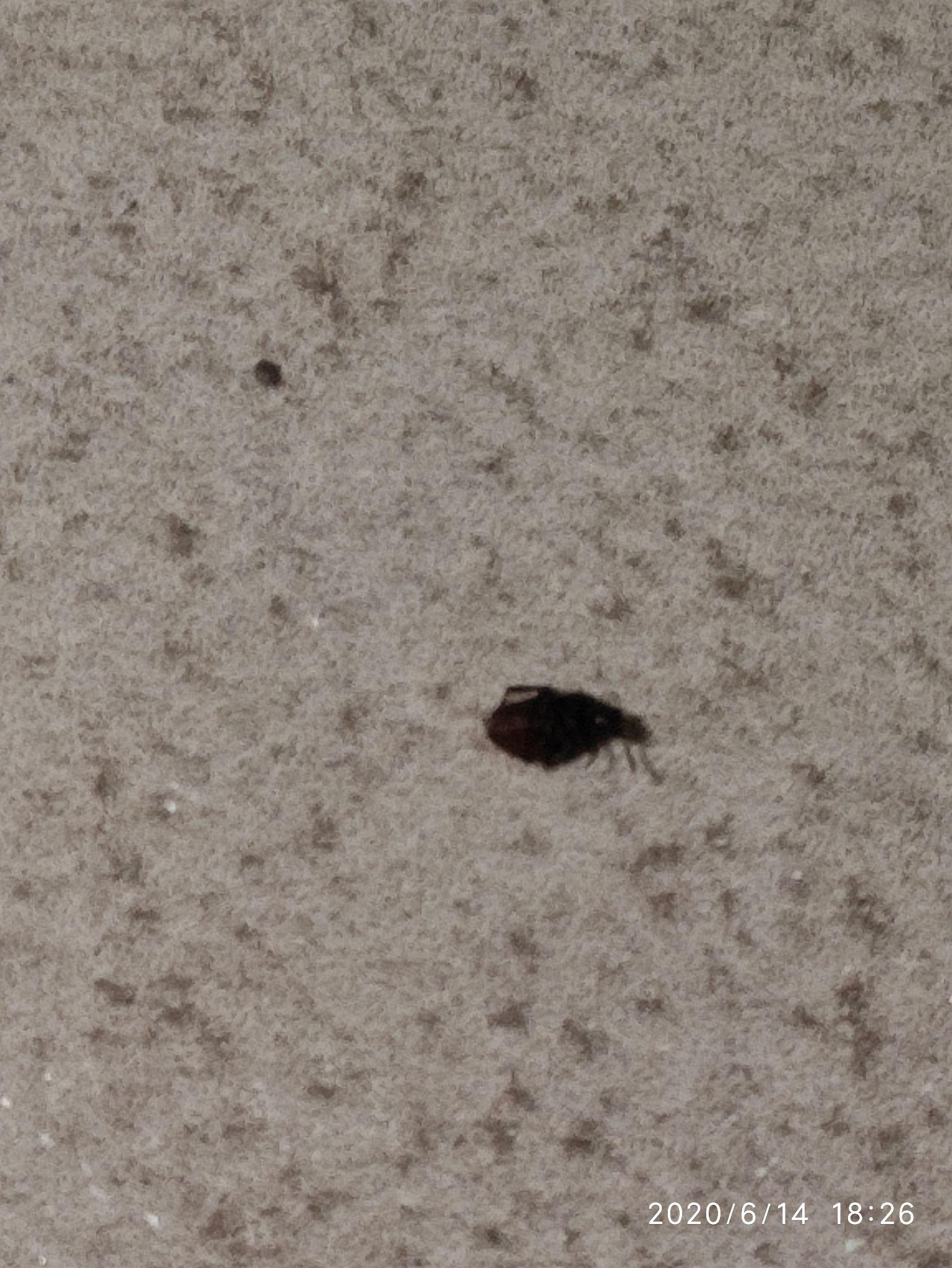 家里床上突然有了小黑虫子，芝麻大小，椭圆型，硬壳的。 这虫子咬人，咬我腿时疼一下被发现了，一摸掉在_百度知道