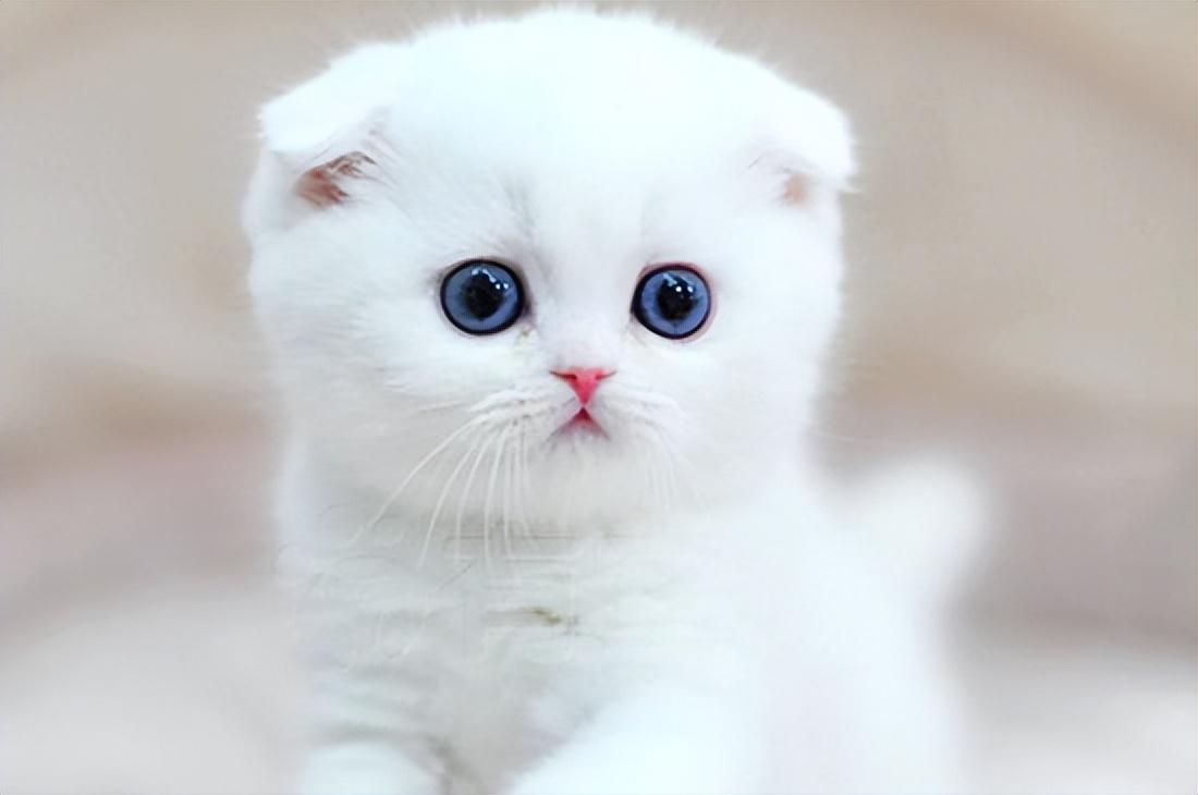 英短白猫多少钱图片