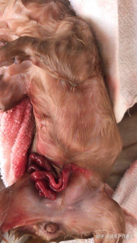 狗狗怀孕35天胎儿图片图片