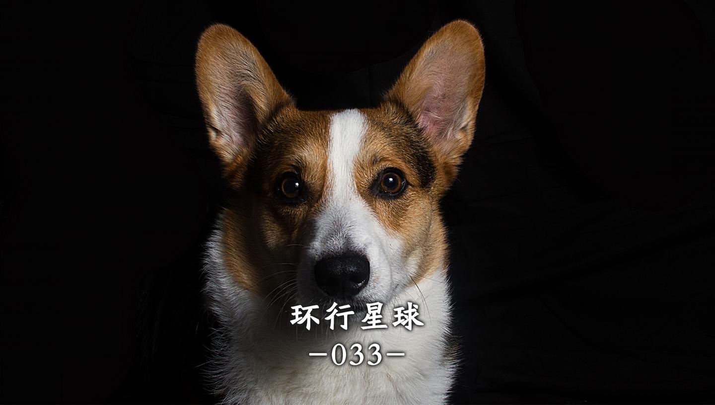 流浪狗在这个热带国家过得怎么样 知乎 流浪狗在这个热带国家过得怎么样 知乎