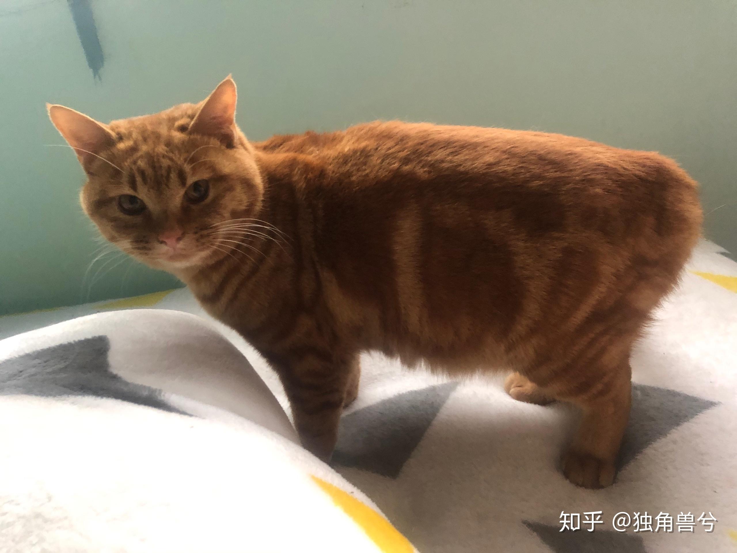 田园猫有虎斑吗 这是什么品种的猫? - 知乎