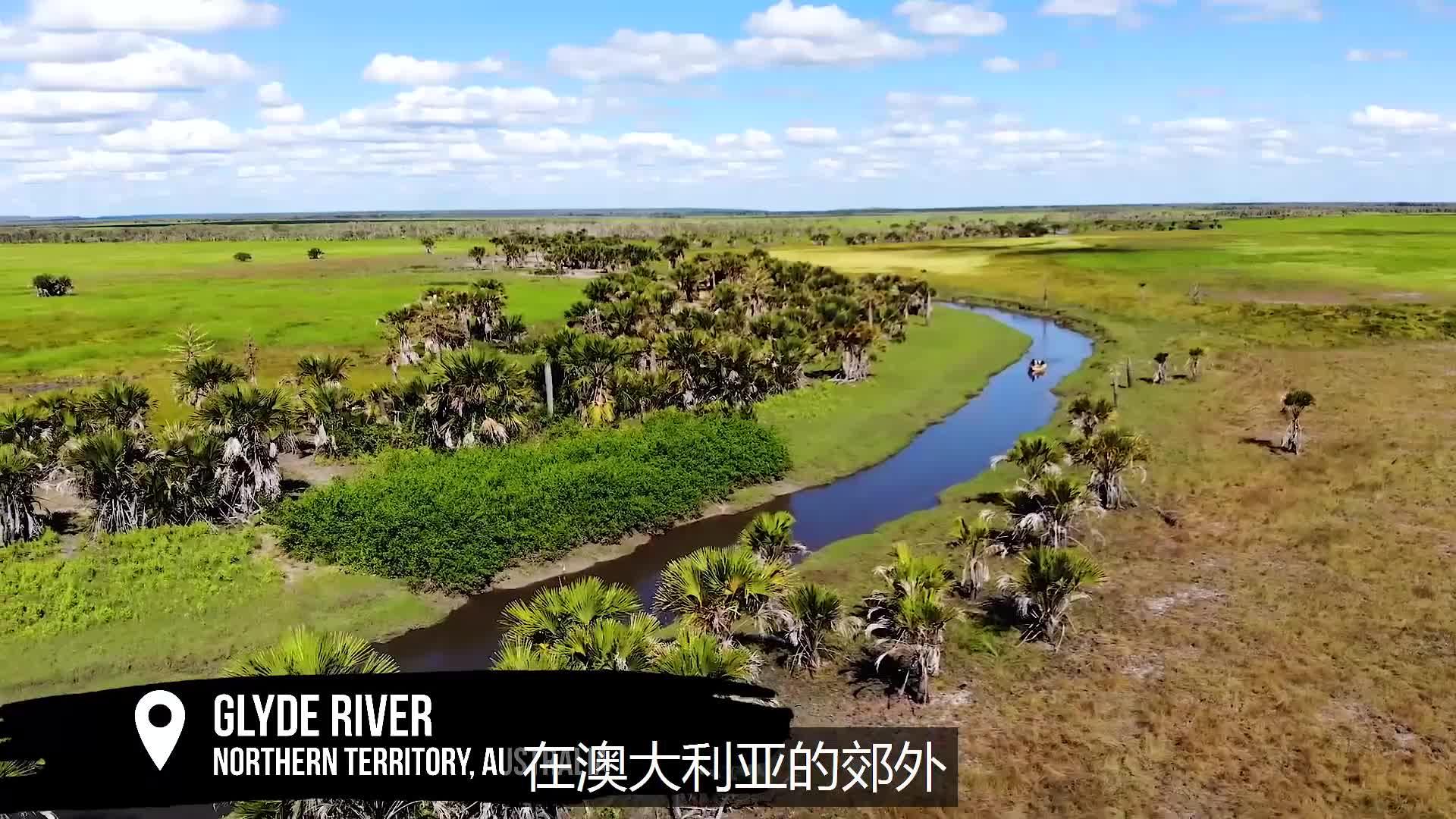 澳大利亚鳄鱼泛滥吃不起龙虾鲍鱼那就来场鳄鱼随便吃的芭比q