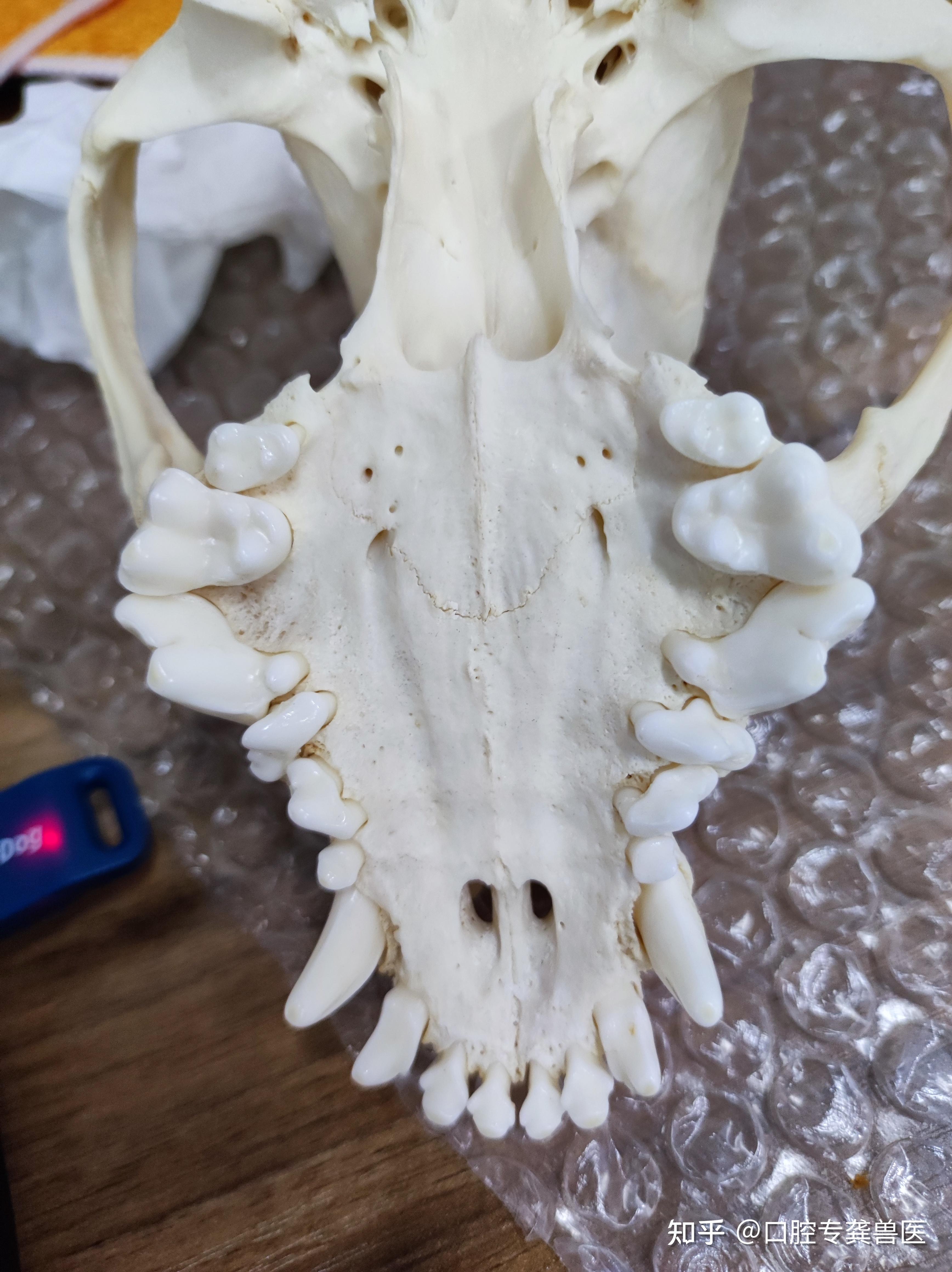 大熊猫和狗狗牙齿序列发育时间的差别