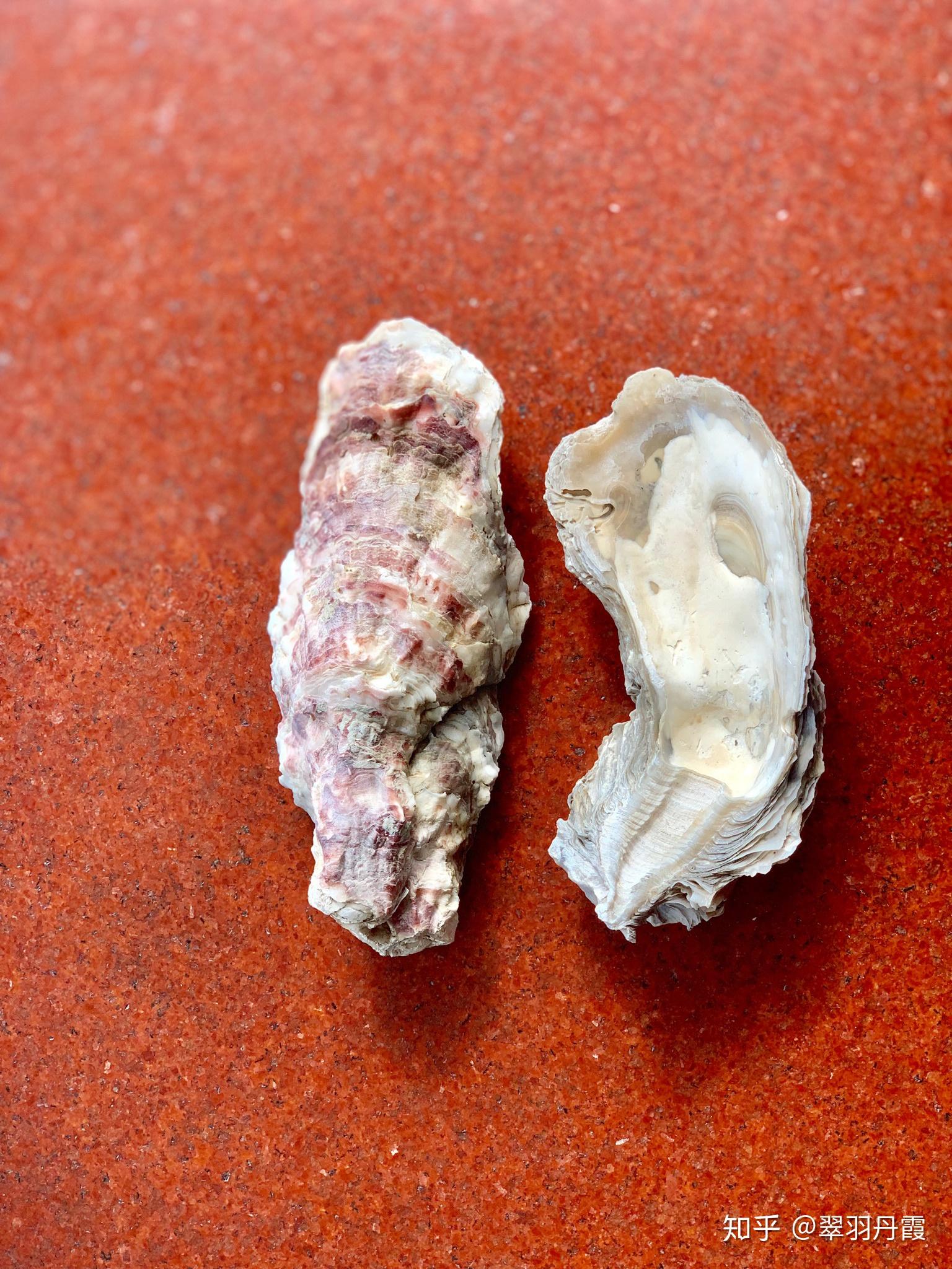 怎么判断地底下挖出来的生蚝壳的年龄? - 知乎