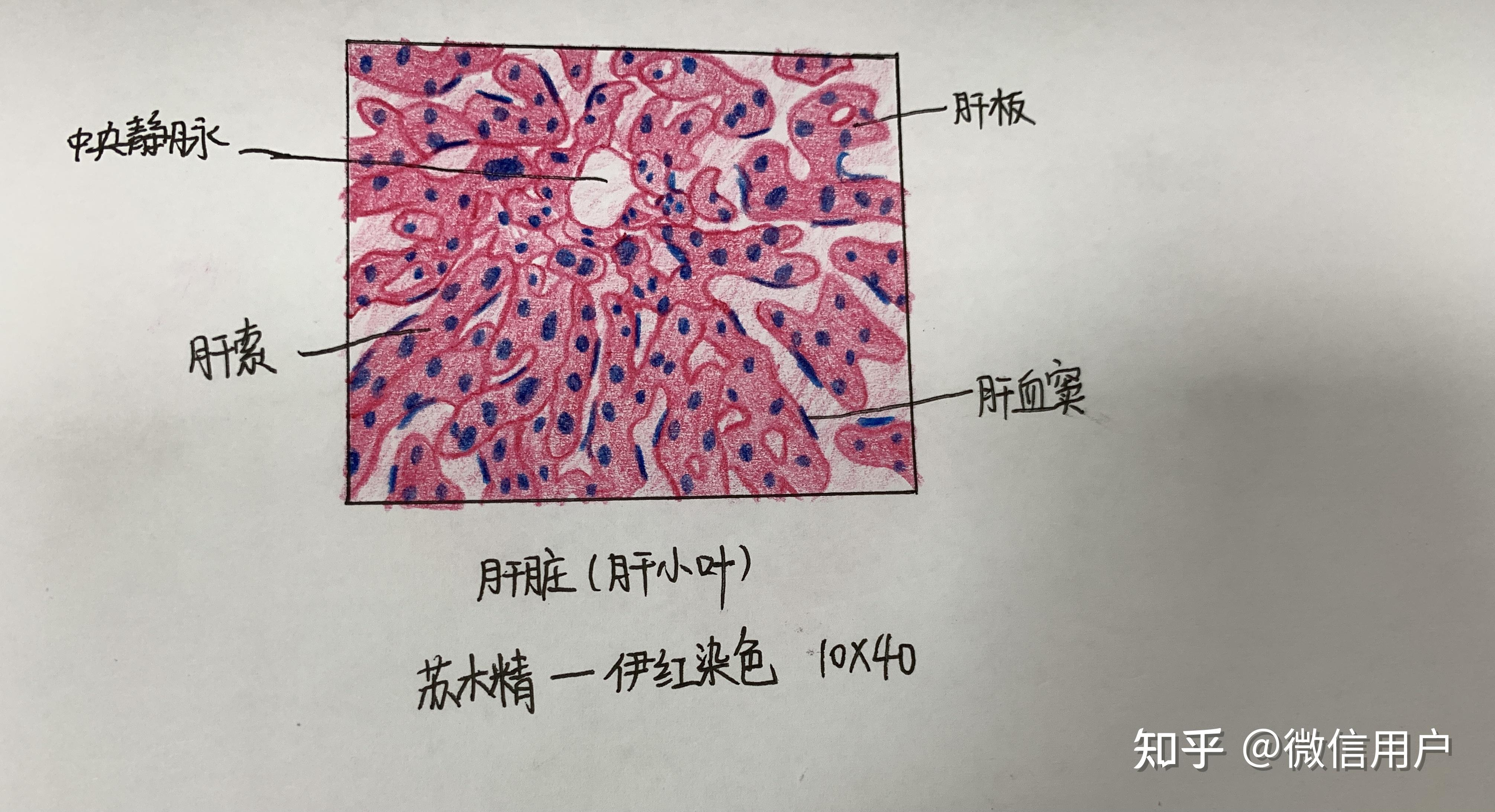 组织学与胚胎学实验实训红蓝铅笔绘图