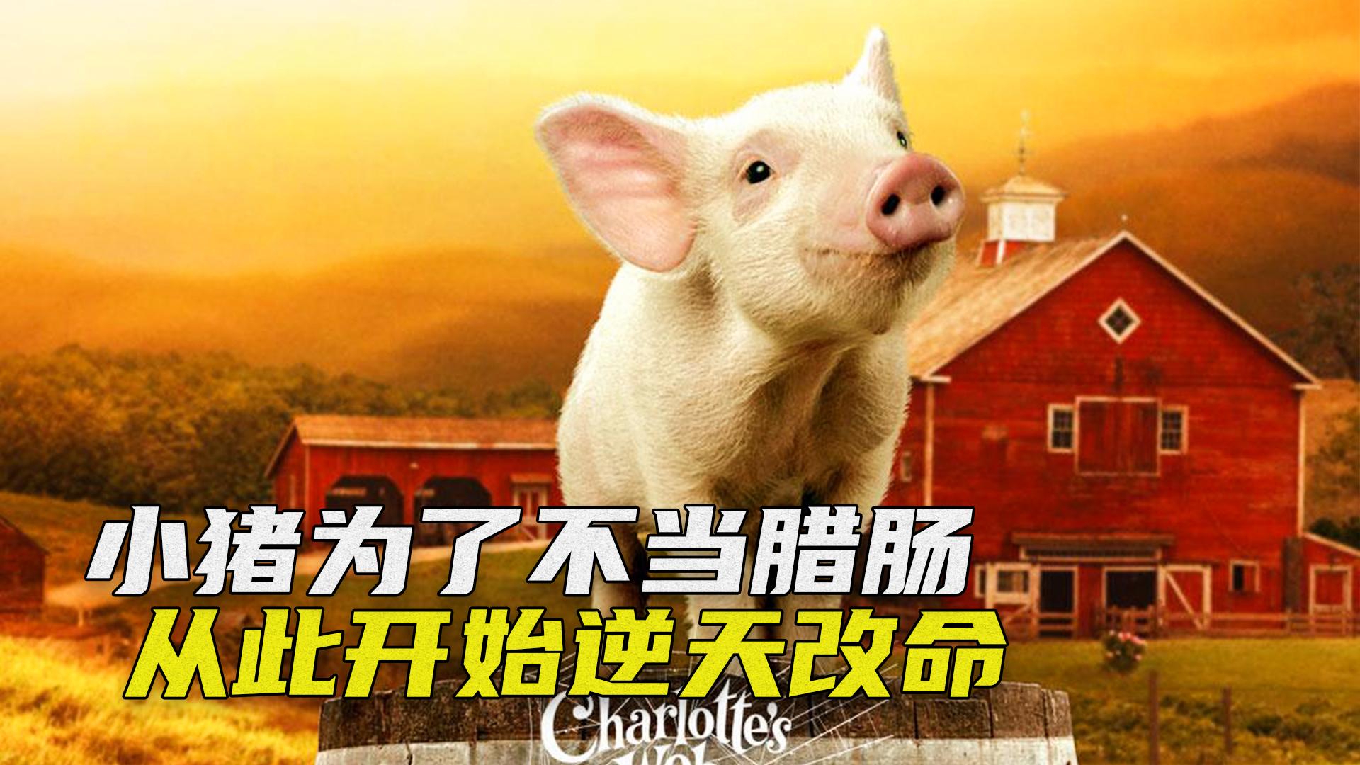 小猪为了不被主人做成腊肠开始逆天改命改变自己的猪生喜剧