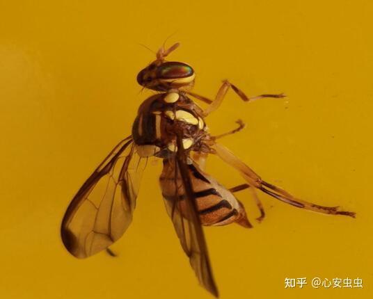 绝妙的“拟态”，那些年我们傻傻分不清的蜂和蝇！ - 知乎