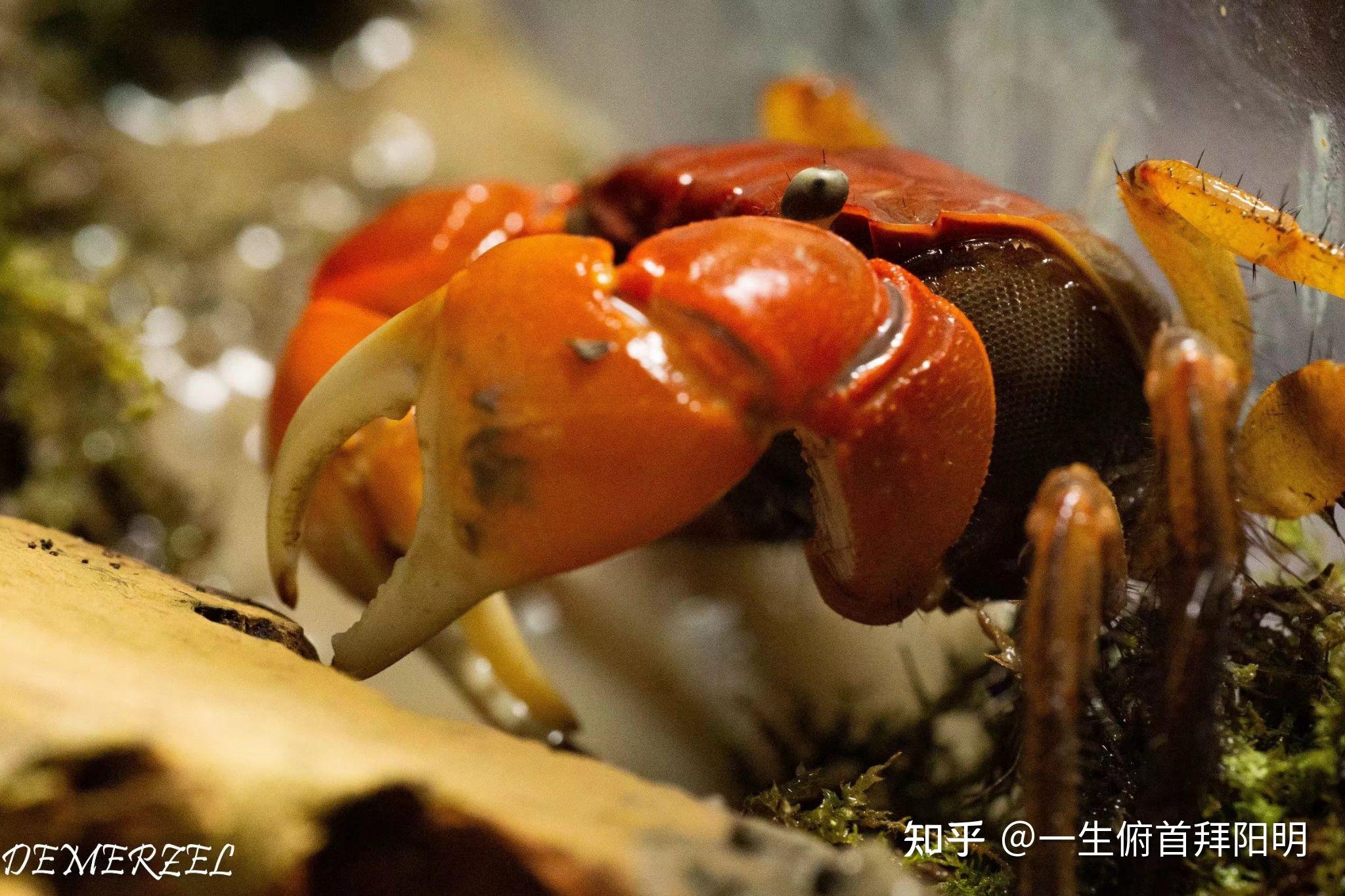 红螯相手蟹 最低温度图片