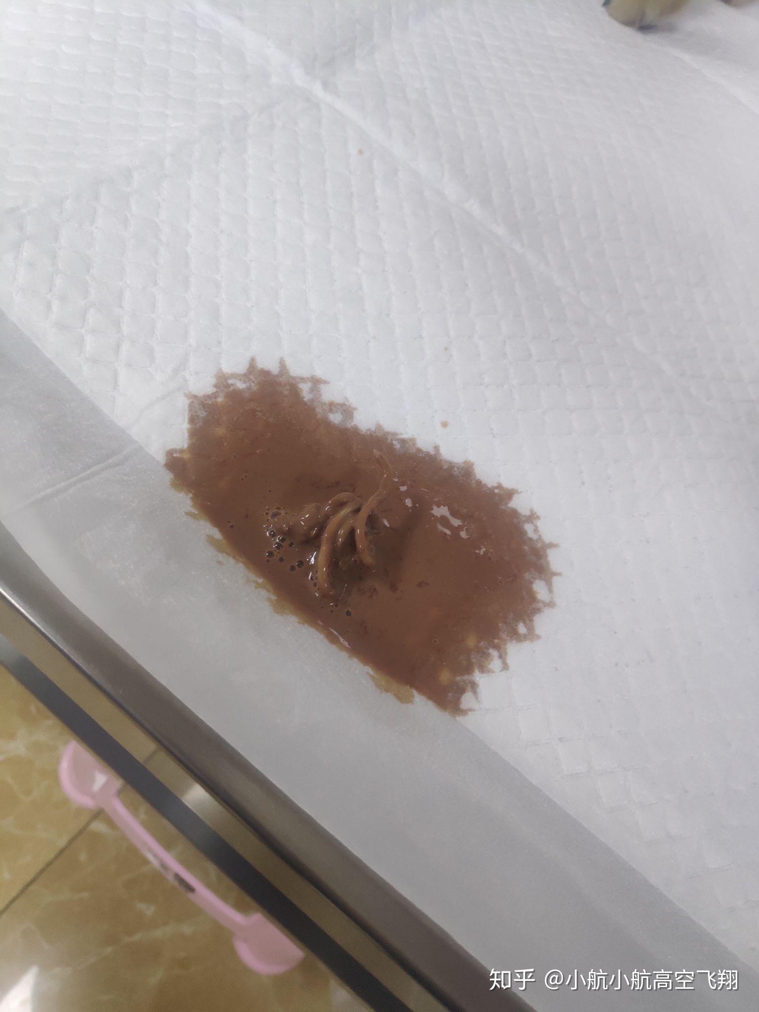 记录50天小幼犬得细小从发病到痊愈治疗全过程