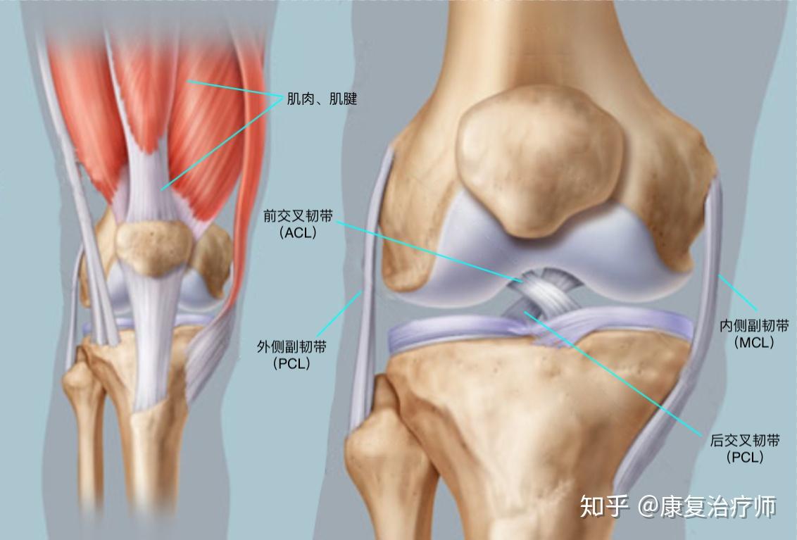 前交叉韧带的位置图片图片