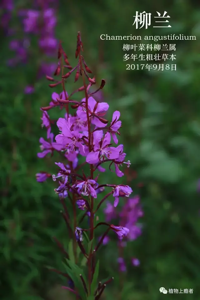 柳兰|你,是最绝色的伤口 - 知乎