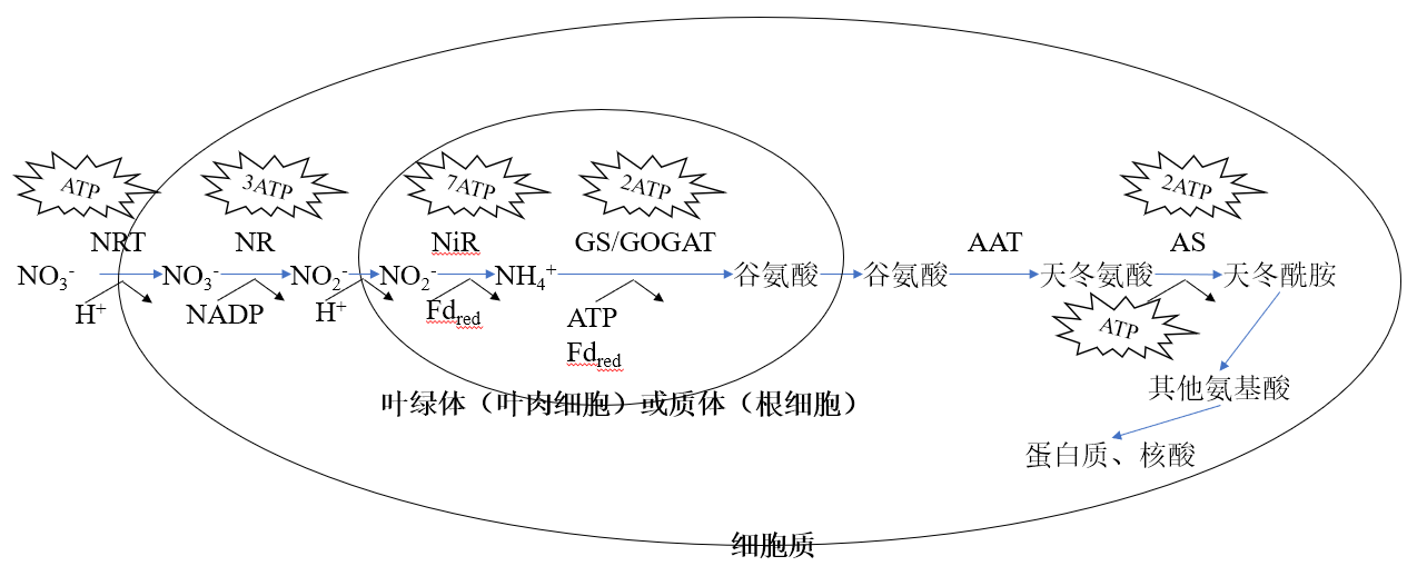 第六章 矿质元素及其生理作用 - 知乎