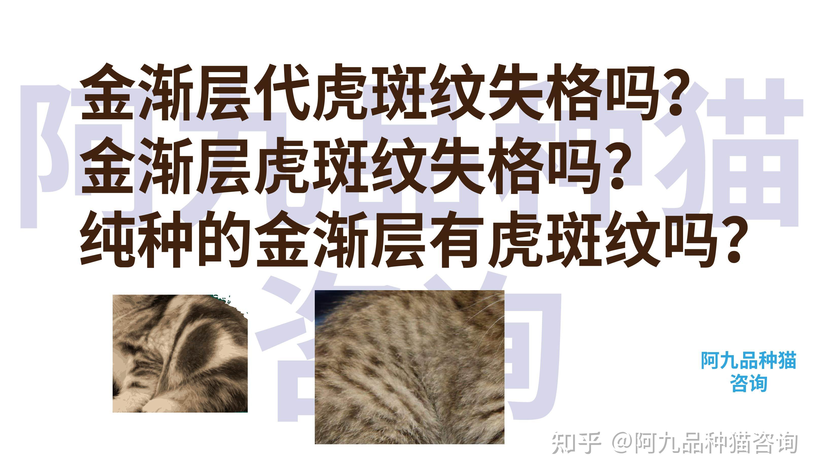 金渐层幼猫斑纹正常吗?金渐层身上有斑点?