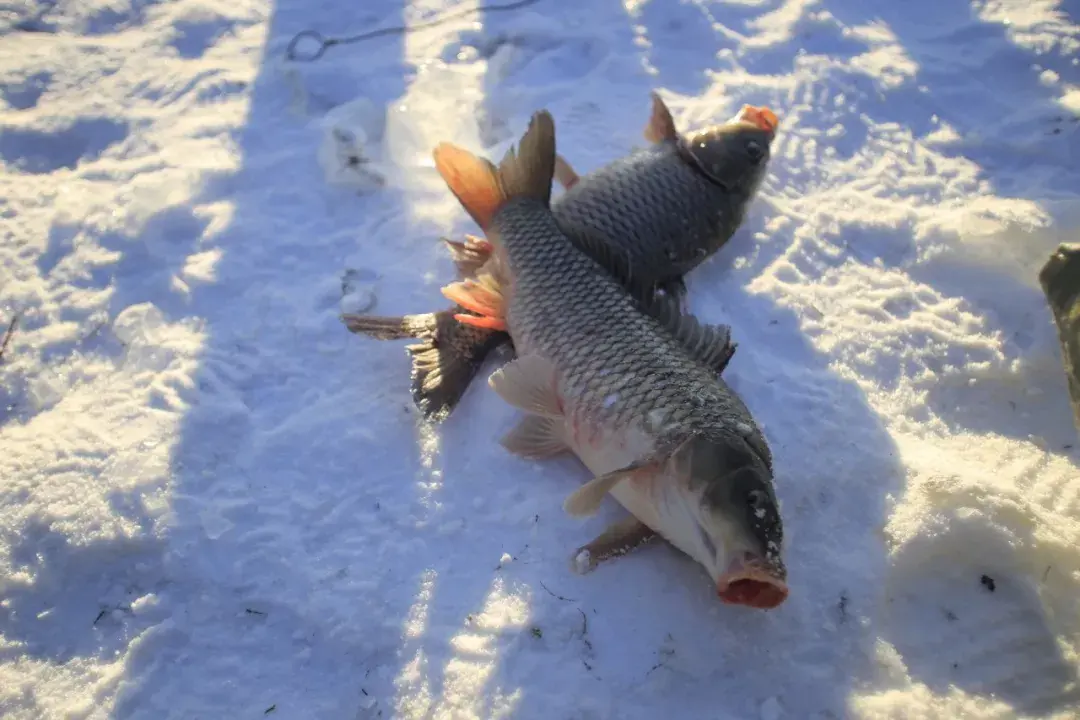 而凿开的冰洞透射下来的阳光和氧气,吸引着肥美的鲤鱼往冰洞方向游动