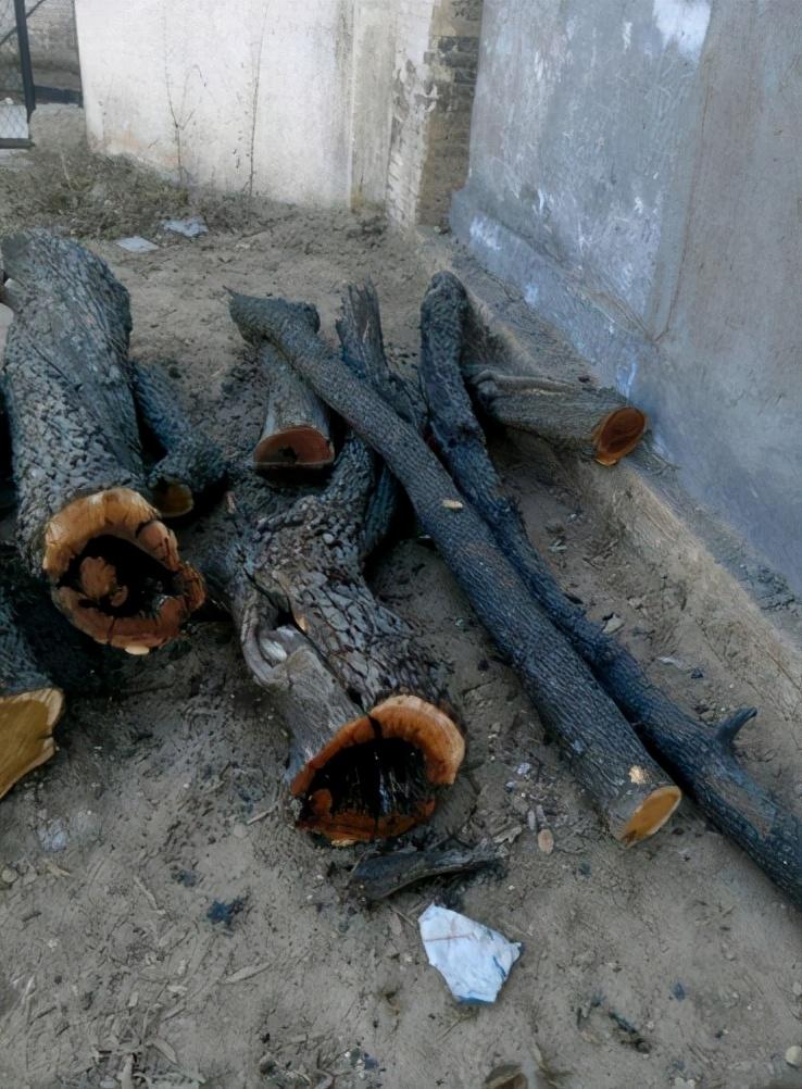 雷击木有什么作用佩戴雷击木的好处