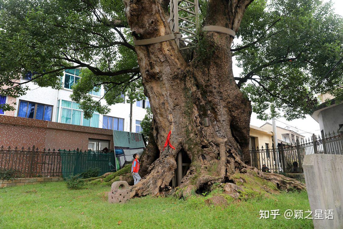见过树王吗宁波市的七种树王沧桑岁月无限事