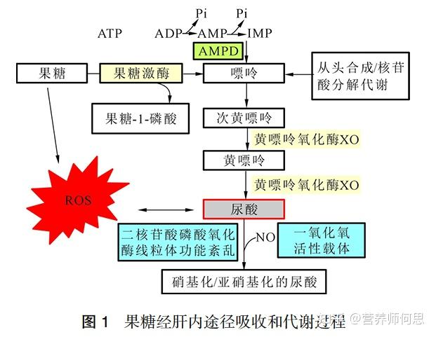 当代年轻人为什么会出现尿酸高? 12 v2 d7ad5bbc69b3483e61293e41f3b60d33 720w