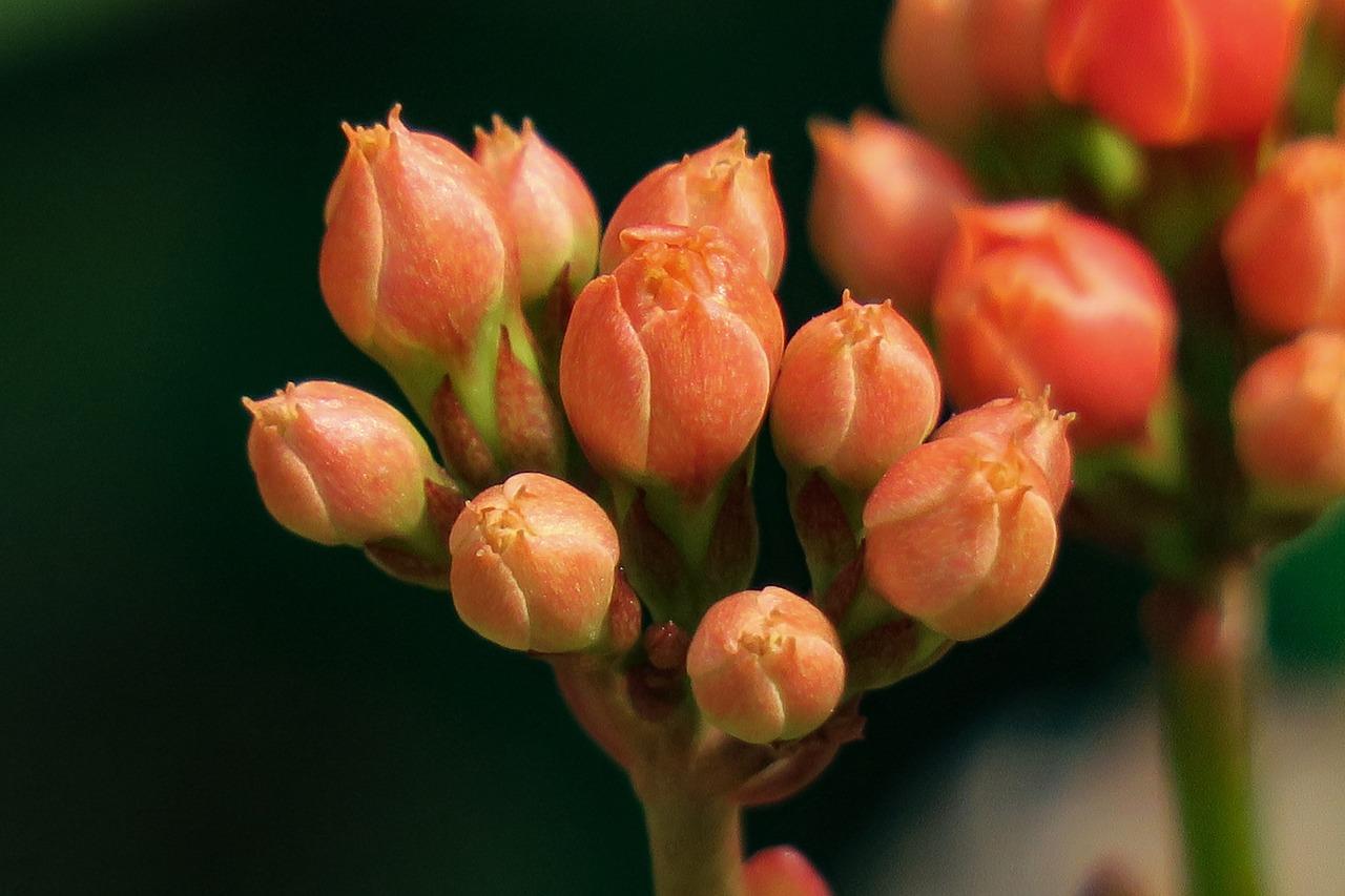 光照因子如何控制花期