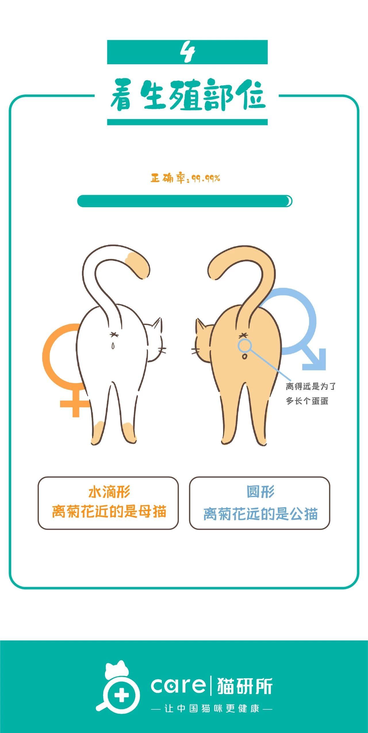 猫咪怎么看公母