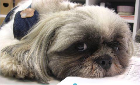 犬瘟热的临床症状和治疗方案 知乎